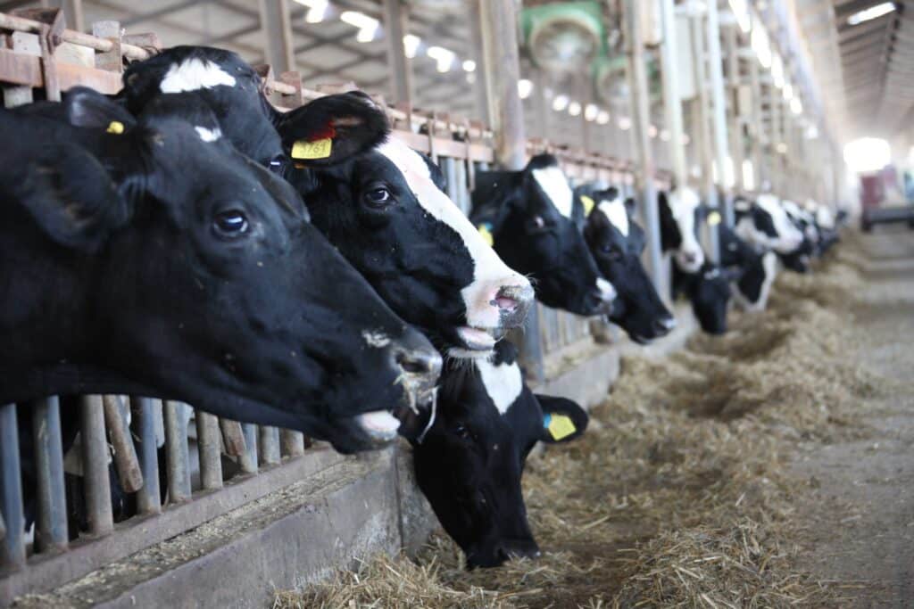 United front by Larnaca mayors to tackle manure stench